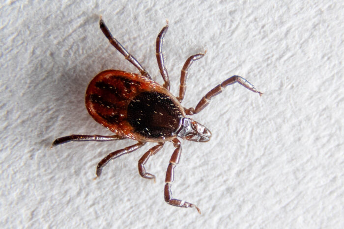 Deer tick on a white paper towel.