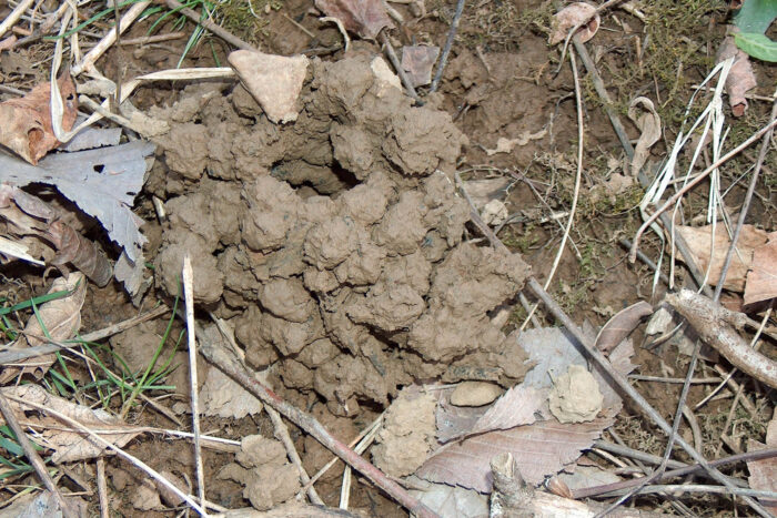 A view from above of a devil crayfish burrow, a cluster of lumps of mud rising from the forest floor with a central hollow as an opening.
