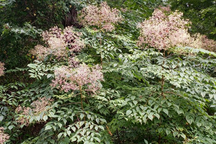 A large shrub with compound leaves and purple berries.