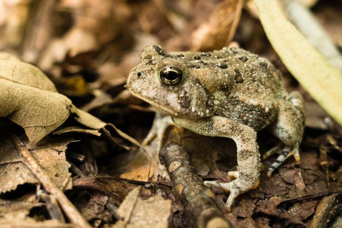 An eastern American toad, in shades of gray and brown, sits among dead leaves and twigs on the ground. It has several distinct warts, which are darker, along its back.