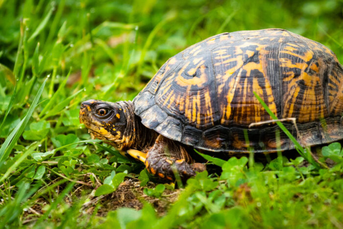 A profile view of a female eastern box turtle. Its markings are predominantly yellow, with just a hint of orange.