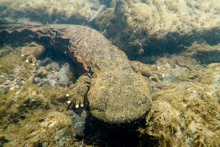 A hellbender on the bottom of a body of water with submerged vegetation of a similar shade of brown and texture as the hellbender. Its toes are white and it has darker spots scattered over its body. Along its sides are ruffle-like folds.