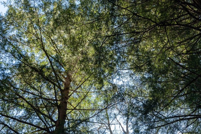 An upwards view of two tall eastern hemlocks, with thick trunks and long branches.