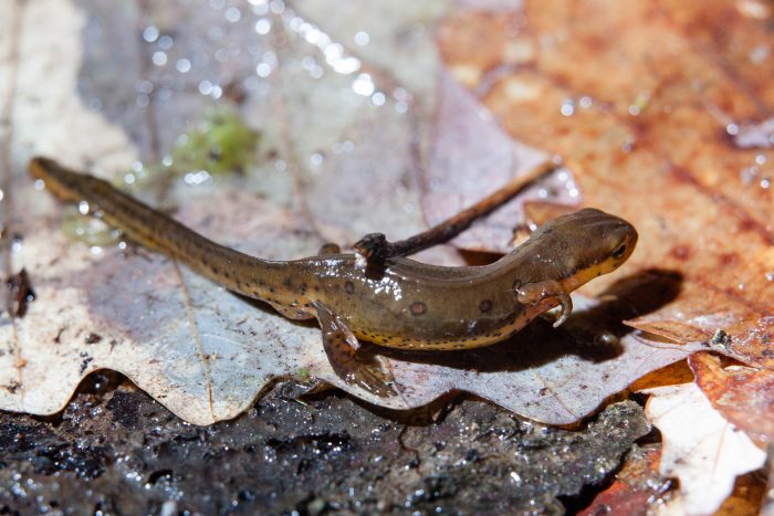 An eastern newt in larval stage, olive green with dull orange spots (outlined in black) and a long tail. It is slippery in texture and standing on fallen leaves. There are black speckles along its sides and its belly is lighter in color.