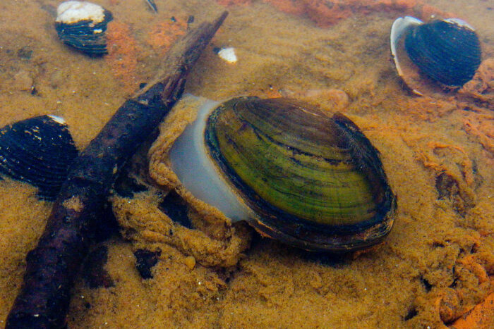 Two eastern floaters rest on the bottom of a waterway, their shells slightly open as white sperm floats out into the water column.