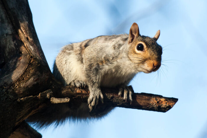 An Eastern gray squirrel sits on a small branch, revealing its white belly to the photographer below.