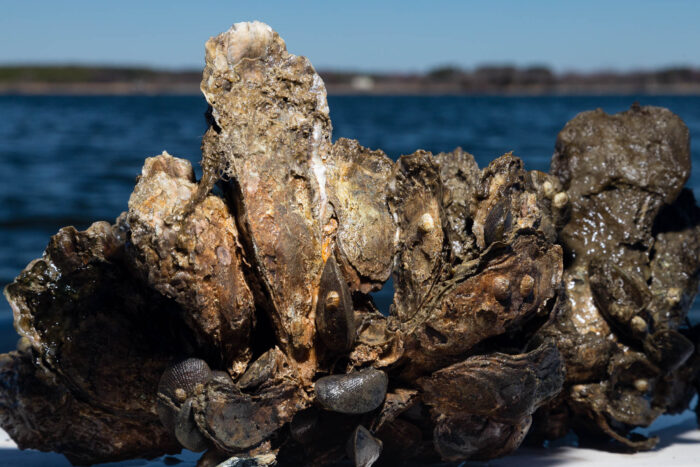 A clump of more than a dozen eastern oysters, interspersed with hooked mussels, rests on the gunnel of a boat.