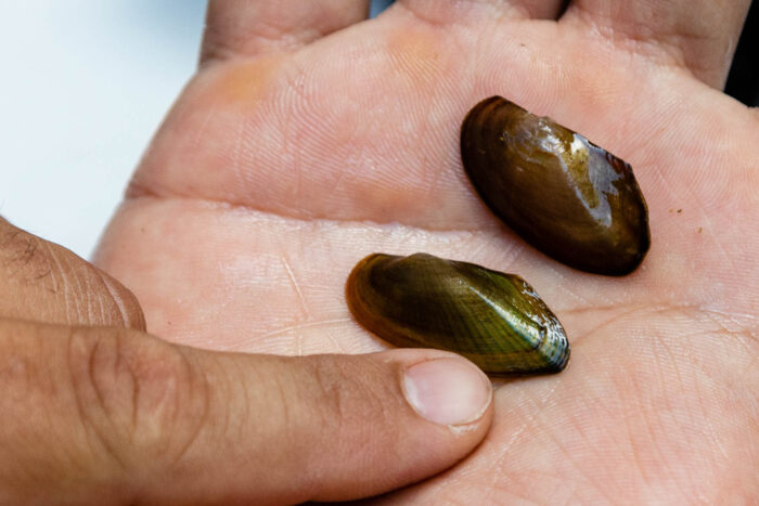 A finger points to two dark bown halves of freshwater mussel shells held in the palm of a hand.