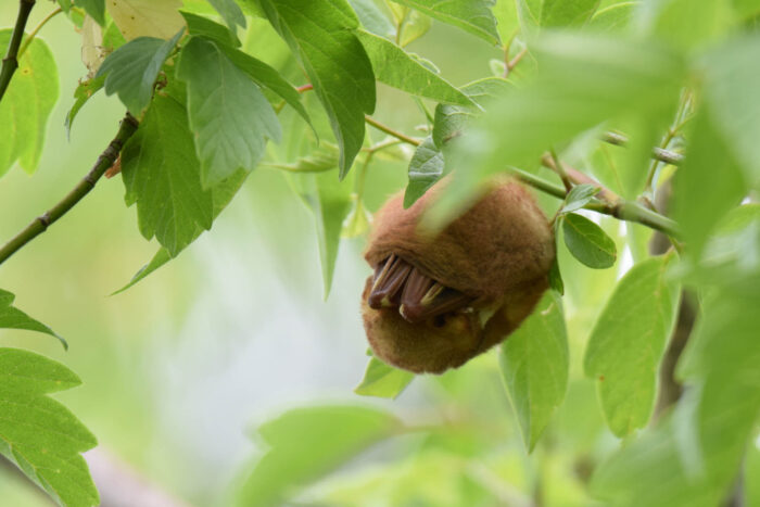 An Eastern red bat hangs from a slender tree branch, its wings wrapped around its body and its fuzzy brown tail wrapped around its wings.