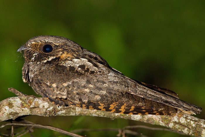 Whip-poor-will sits on a branch. Its eye is black.