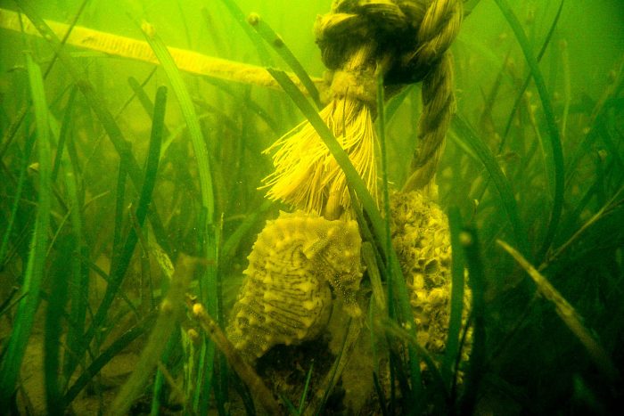 A lined seahorse rests in a bed of eelgrass, whose long, ribbon-like leaves form a dense aquatic habitat.