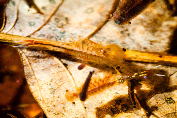 A close-up view of fairy shrimp and mosquito larvae floating above dead leaves in a shallow pool of water.