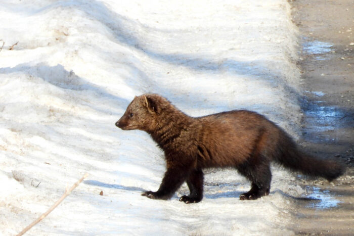 A fisher walks across a snow-covered road, its short black legs standing out against the white ground.