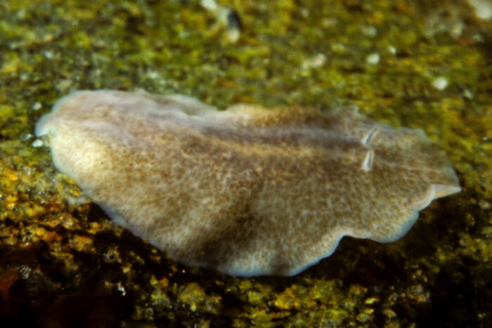 A cream-colored oyster flatworm glides through the water.