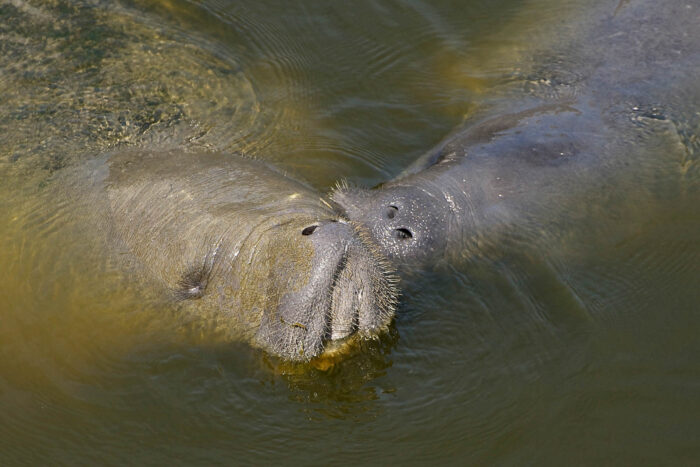 Two manatees hold their heads out of the water, one manatee appearing to kiss the other on its whiskered snout.