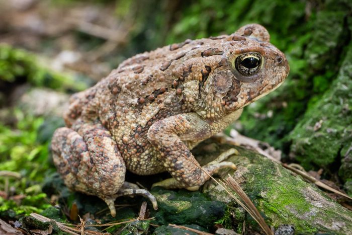 A fowler's toad sitting on a mossy tree root with pine needles around it. It has large eyes with large pupils and pale yellow irises with black streaks. The warts on its body range from light tans to medium browns.