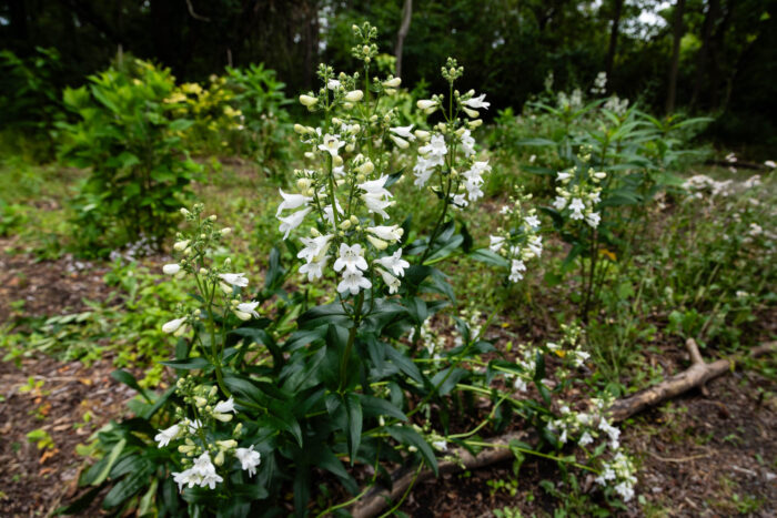 A clump of foxglove beardtongue blooms in a park, its flower stalks rising above the foliage, producing clusters of white, tubular flowers.