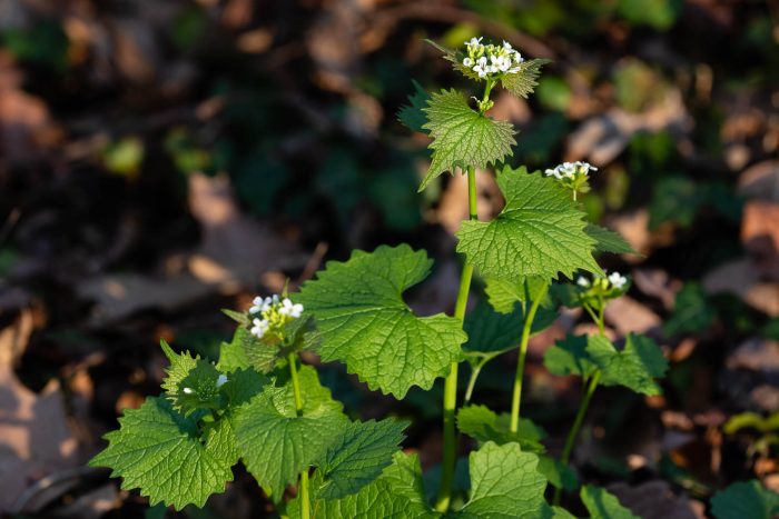 A closeup of garlic mustard with a few small clusters of white flowers. The leaves are green, heart-shaped and rigged.