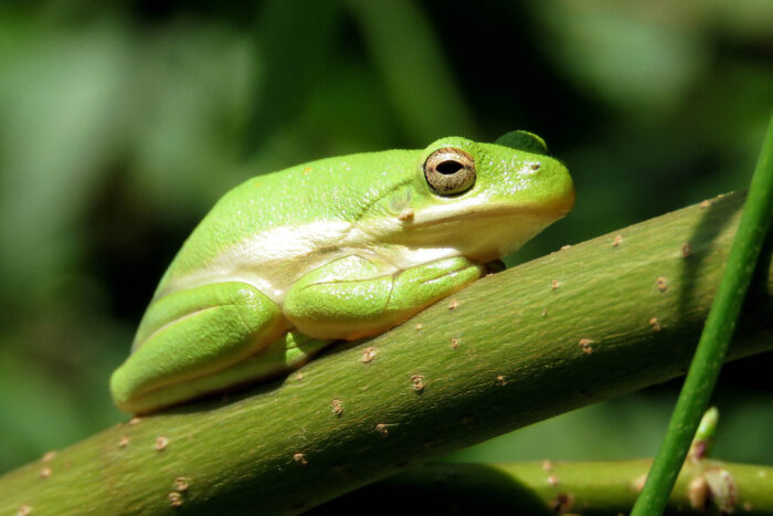 Green treefrog sits on a green stem of a plant.