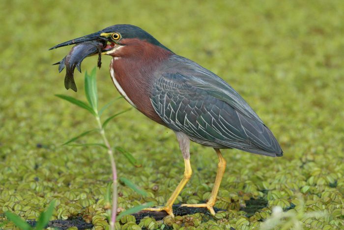 A green heron holds a fish in its bill. It is perched on a branch in a thickly vegetated wetland.