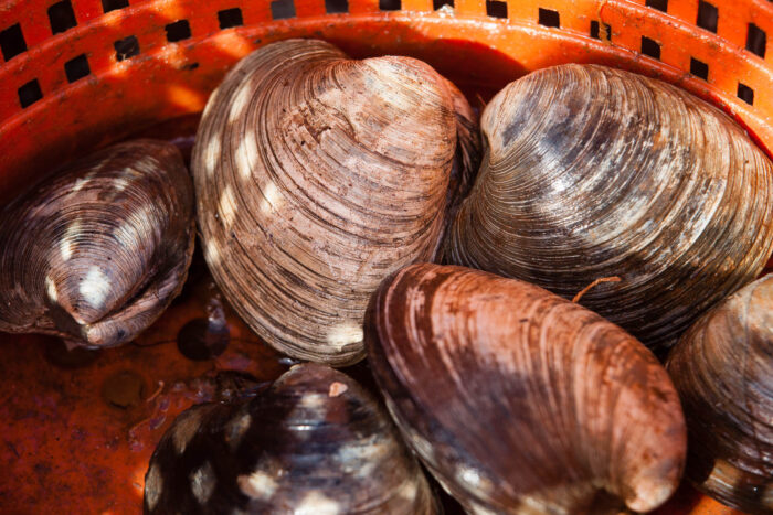 A half-dozen recently harvested hard clams rest at the bottom of an orange plastic basket.