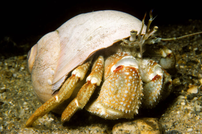 A broad-clawed hermit crab stands on the sandy bed of a waterway.