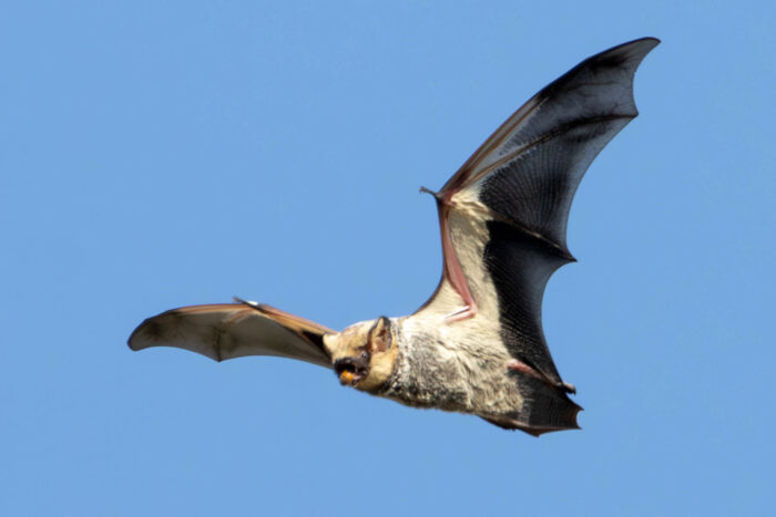 A hoary bat flies through the air with its broad wings outstretched.
