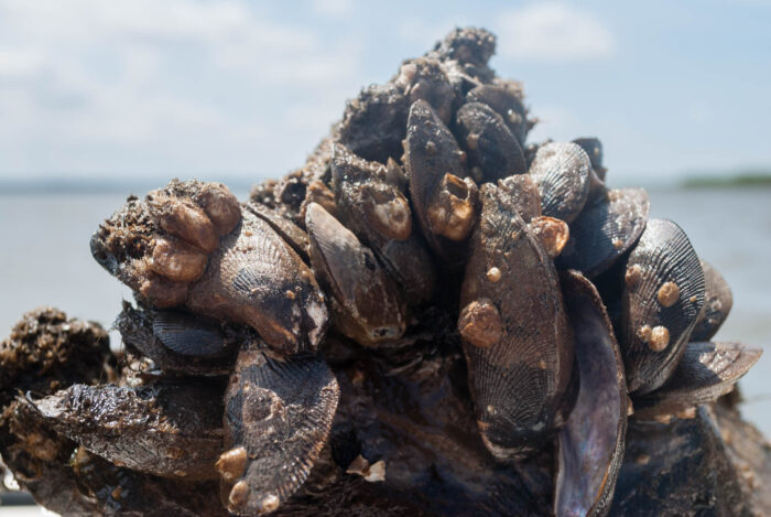 More than a dozen hooked mussels are attached to a triangular hunk of stone, which has been lifted out of the water and set down in the bright sun.