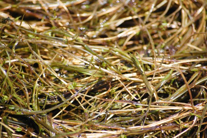 Seeds resembling horns grows off greenish-brown grassy stems.