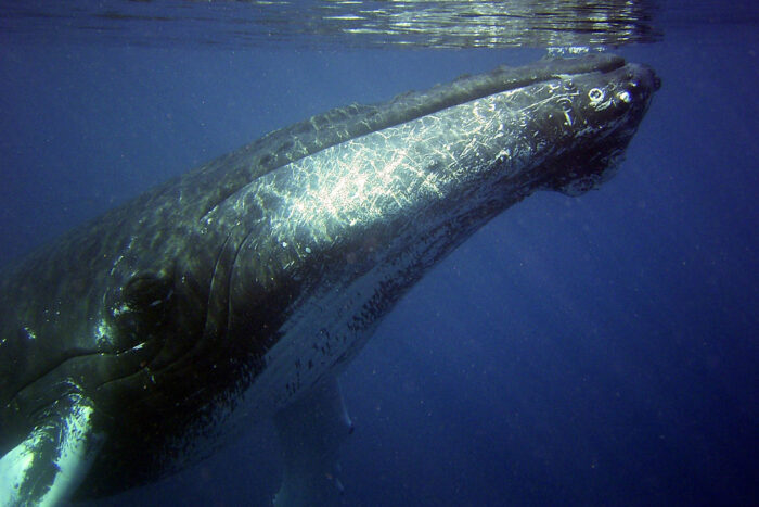 Seen underwater, a humpback whale swims near the surface, showing its black body and the grooves along its white chest.