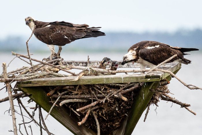 Female osprey feeds young on top of a man-made osprey platform while the male looks out onto the water.