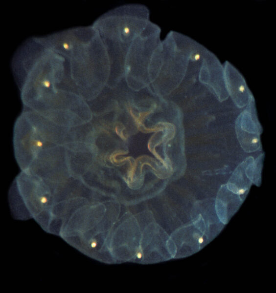 A magnified view of a juvenile jellyfish against a dark background.