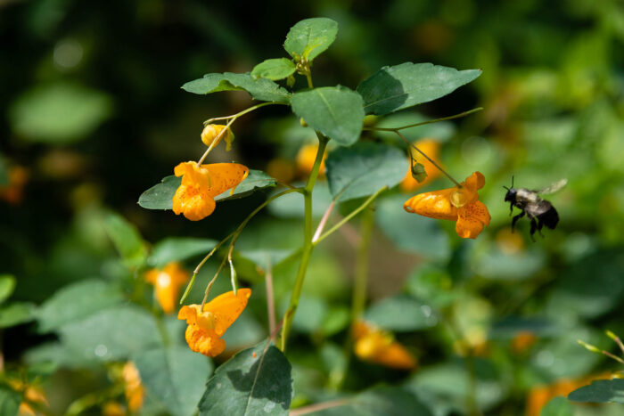 Bee approaches a orange flower growing on jewelweed.