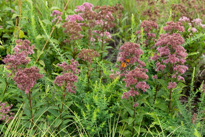 Monarch butterfly visits a joe-pye weed plant in a field of joe-pye weeds.