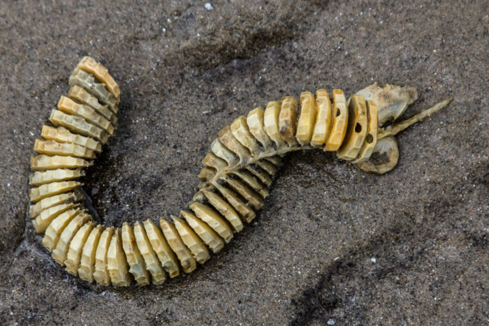 A string of ivory coin-shaped capsules that once held knobbed whelk eggs rests on dark sand.