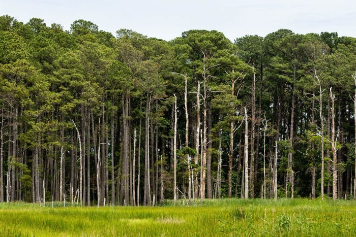 A line of Loblolly pine trees grow along the edge of the water. \