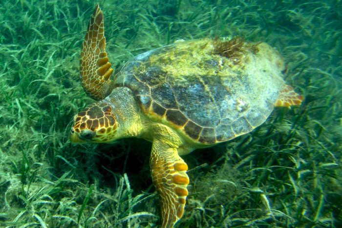 Loggerhead turtle swims underwater above grassy bottom.