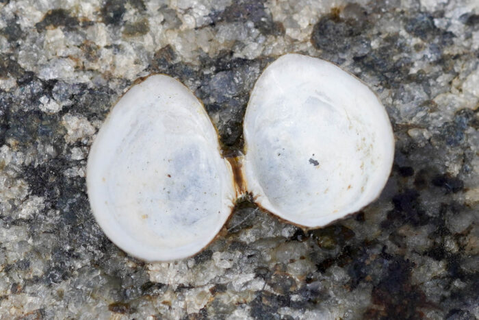 An open macoma clam shell, viewed from the white underside. It has two oval-shaped halves and brown coloration on the joint where they connect.