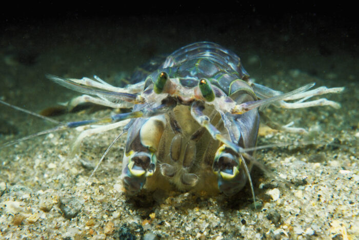 A front view of a mantis shrimp on the sandy bottom of a body of water. Its bright green eyes are elongated and shiny at the front of its head.