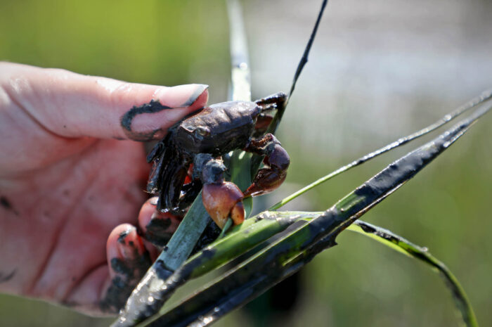 A muddy human hand holds a marsh crab, which is gripping a large blade of grass, between two fingers. The marsh crab is mostly dark gray with reddish-brown coloration on its claw.