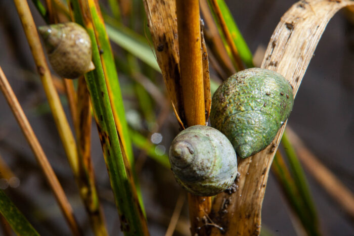 Three marsh periwinkle snails are attached to blades of large aquatic grasses, above the surface of the water. The spiral shells are in shades of pale green, tan, and offwhite.