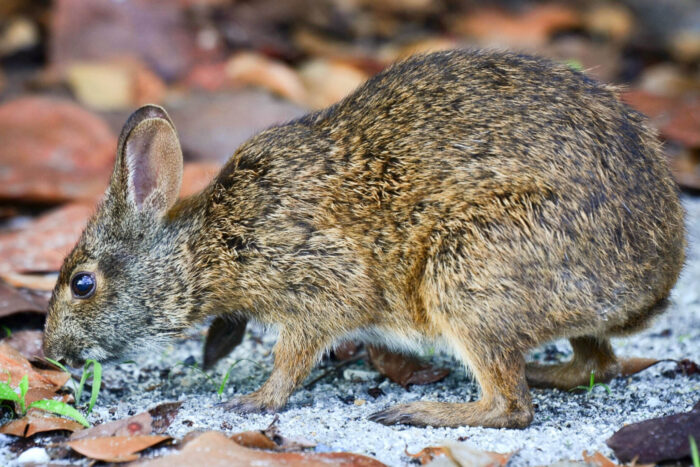 A marsh rabbit forages for food on sandy soil, its short, rounded ears pointed upwards and its long, dark toenails visible on its hind feet.