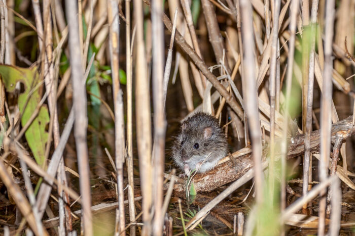 A marsh rice rat perches on a fallen stick, hidden in a dense thicket of marsh grass.