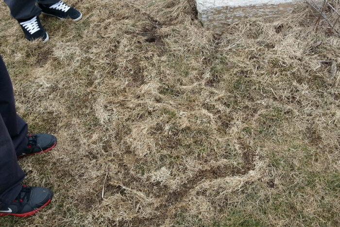 Seen from above, a narrow path winds through a patch of marsh grass.