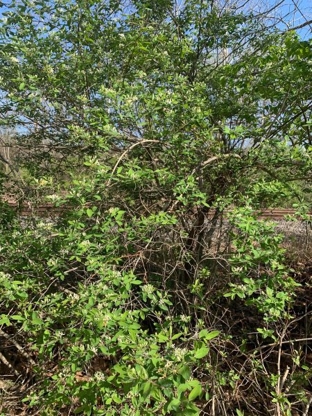 Large, bushy morrow's honeysuckle grows in the woods.