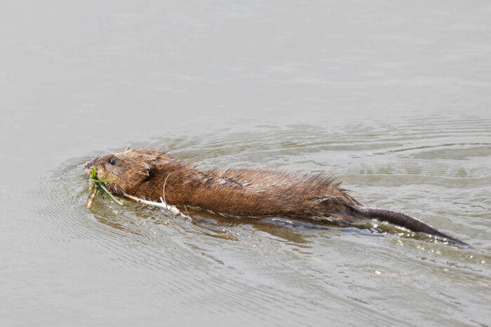 A muskrat swims through the water, holding sticks, twigs and blades of grass in its mouth and extending its rudder-like tail out from its body.