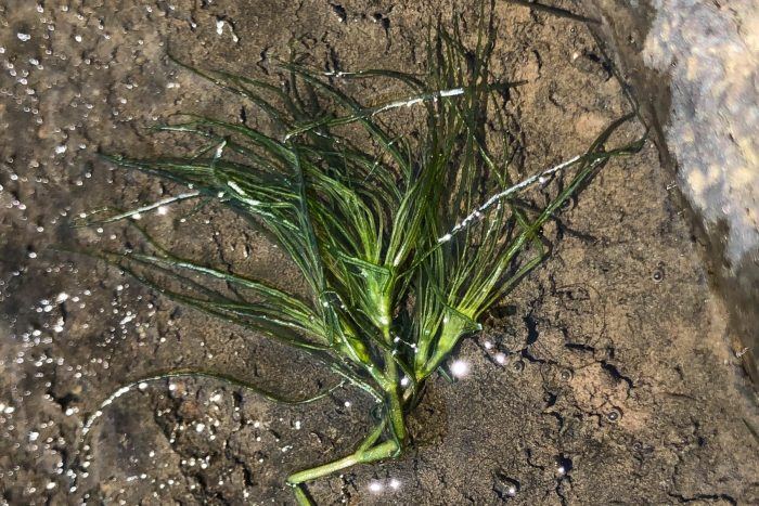 Clump of brittle naiad grass on a muddy bottom.