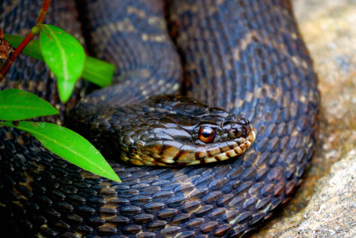 Northern water snake in a tight coil.