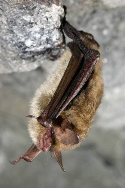 A northern long-eared bat roosts from the wall of a cave, its wings tucked close to its body.