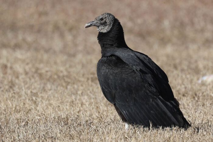 A black vulture with a bare, gray head stands in a brown field.